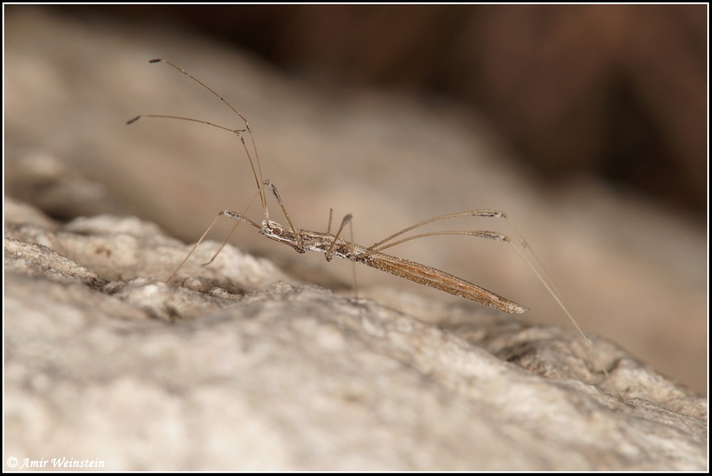 Heteroptera d''Israele